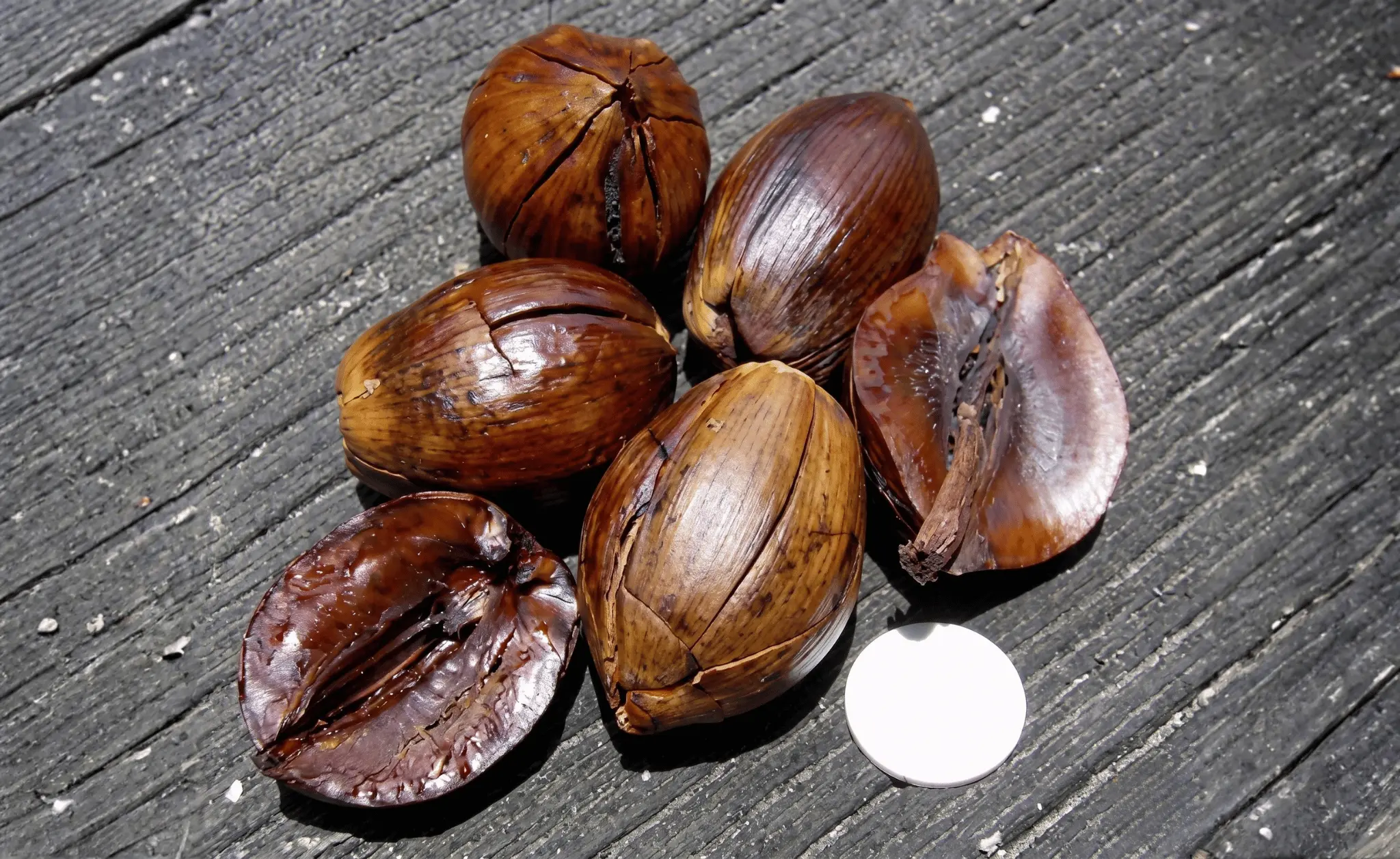 Tengkawang illipe nuts Borneo rainforest Kalimantan